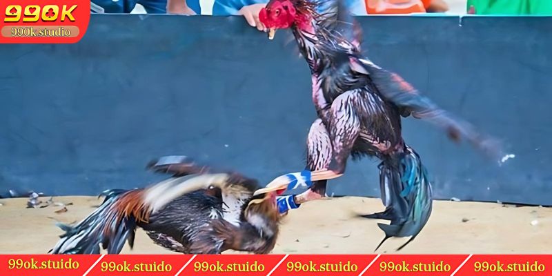 Một số điều lưu ý khi chọn màu gà đá 